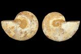 Cut & Polished Agatized Ammonite Fossil- Jurassic #131746-1